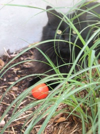 20100206 102.JPG